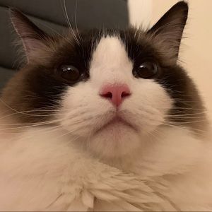 Meet your Posher, Guanqi